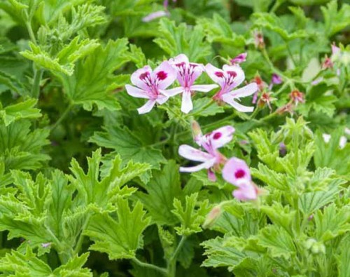 Geranium 'Citronella' Geranium 'Citronella'
