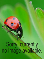 testname