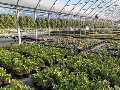 another greenhouse interior